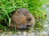 Water vole